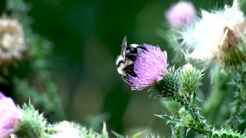 A Bald Faced Hornet Feeding On A Flower's Nectar