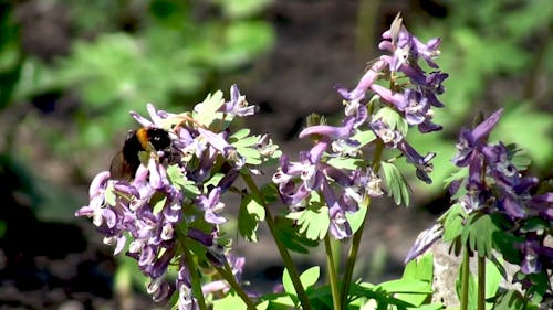 An Orange Belted Bumblebee Feeing On Flower's Nectar