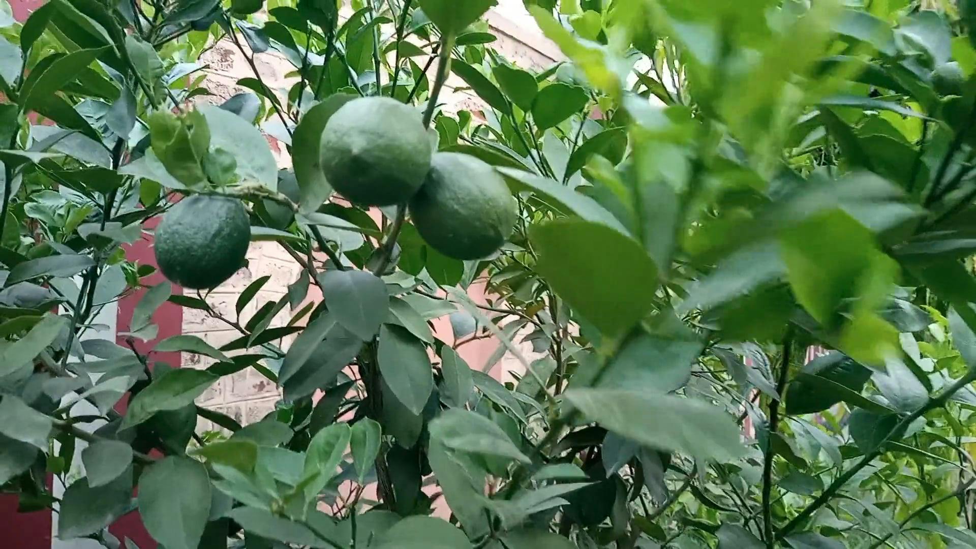 Unripe Citrus Fruits On The Tree Free Stock Video Footage, RoyaltyFree
