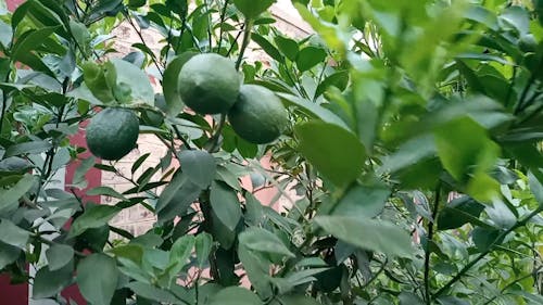 Unripe Citrus Fruits On The Tree