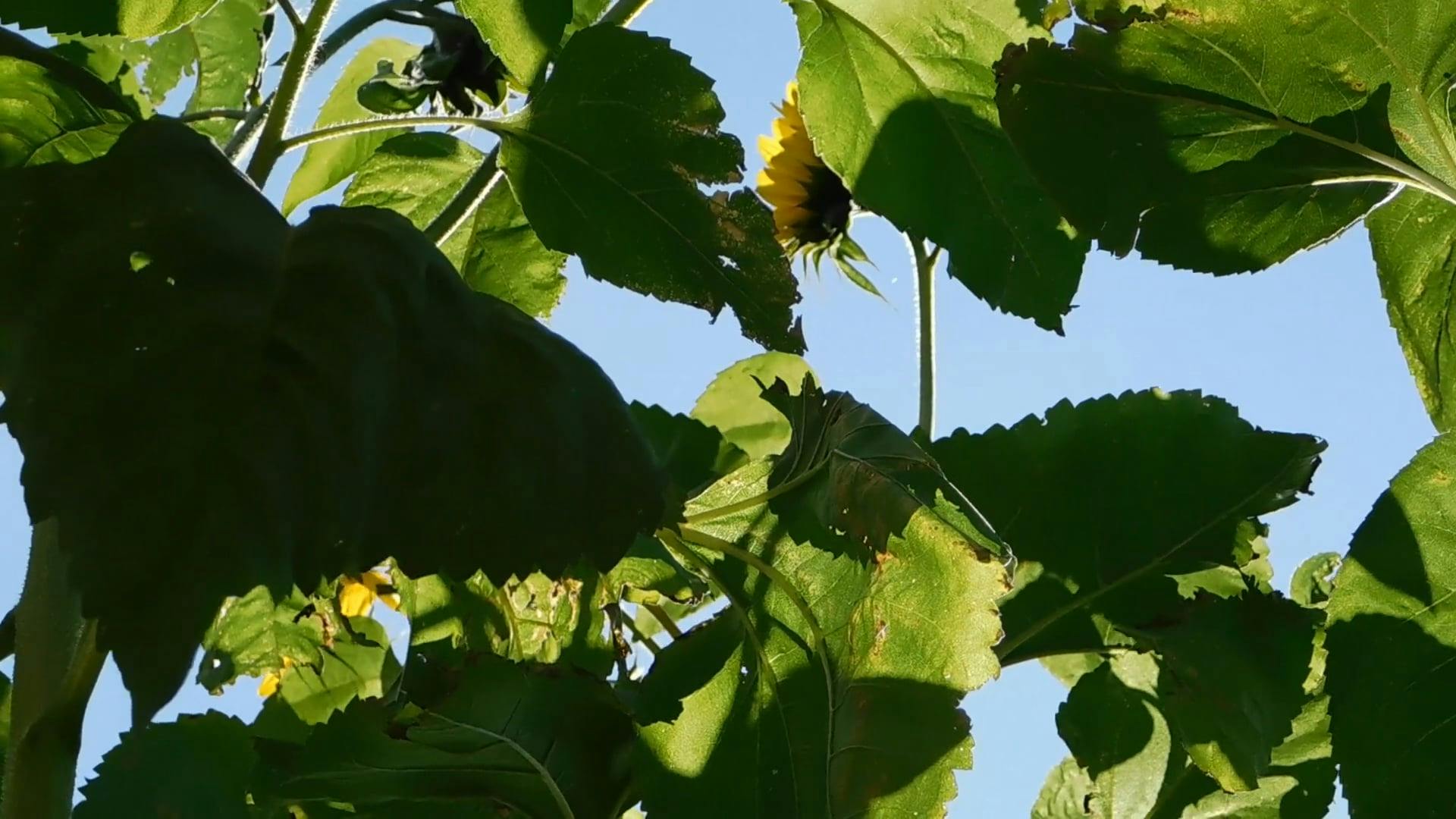 Video by Zuzanna Musial