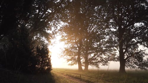 Morning Sunlight in the Woods