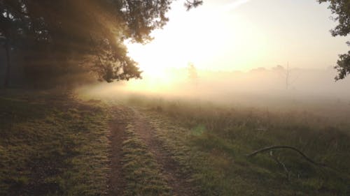 Morning Sun Rays