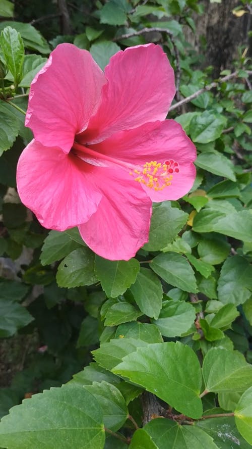 Close-Up View of Pink Flower and Green Leaves