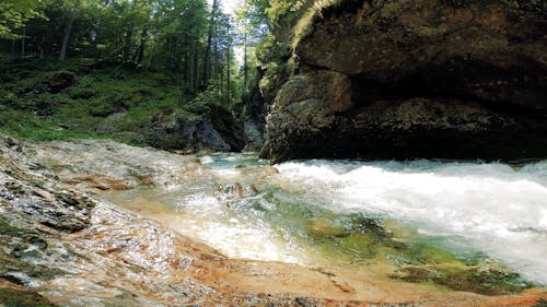 A River Forest Flowing Through Bed Of Rocks