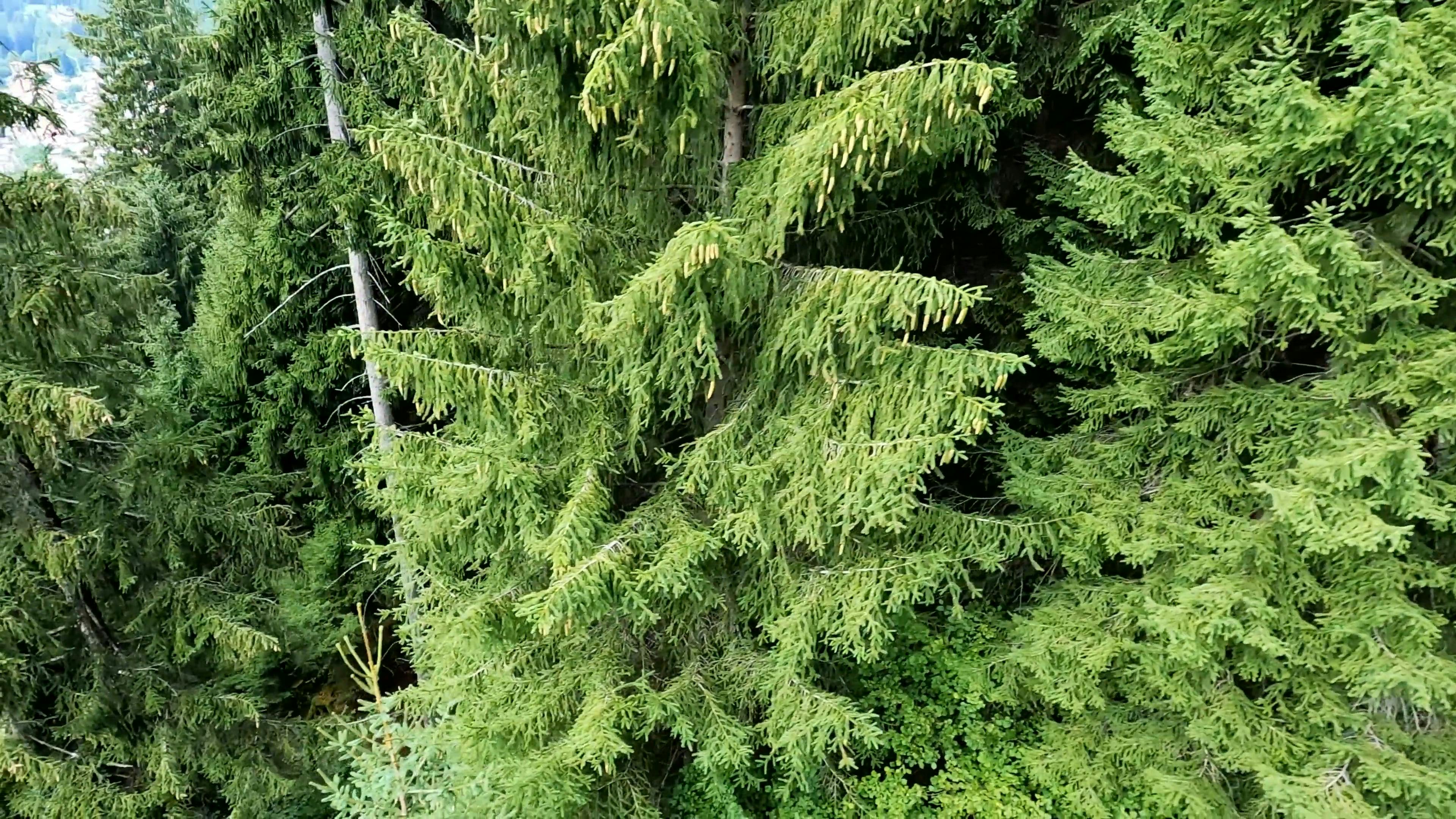 Video by Ambient_Nature_ Atmosphere