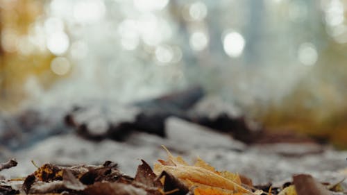 Close-Up View of Dry Leaves Against Smoke Background