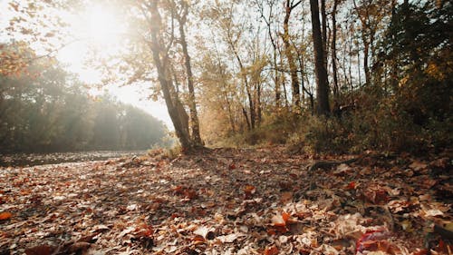 Low-Angle Shot of Autumn Forest