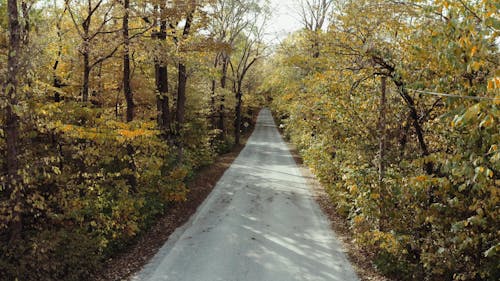 Vehicles Traveling on Road Between Trees