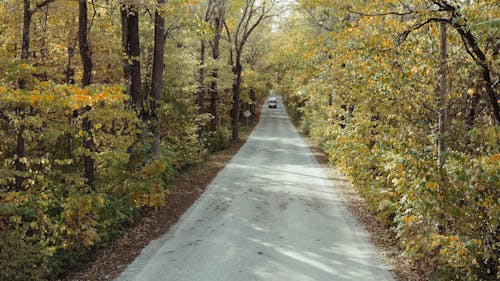 A Van and A Car Traveling on Road Between Trees