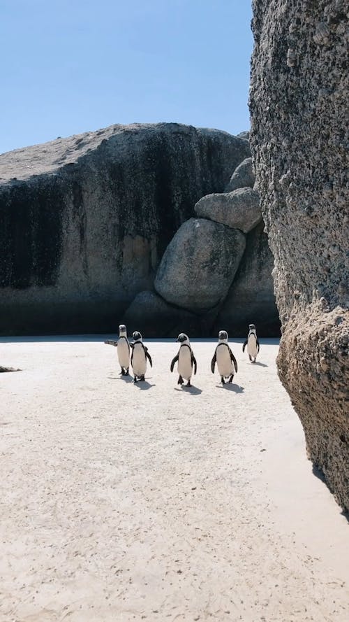 Video of Penguins Walking