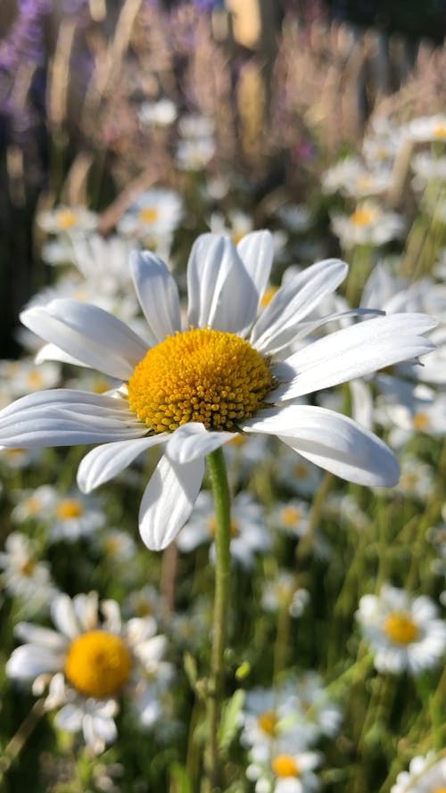 Close-Up View of a White Daisy