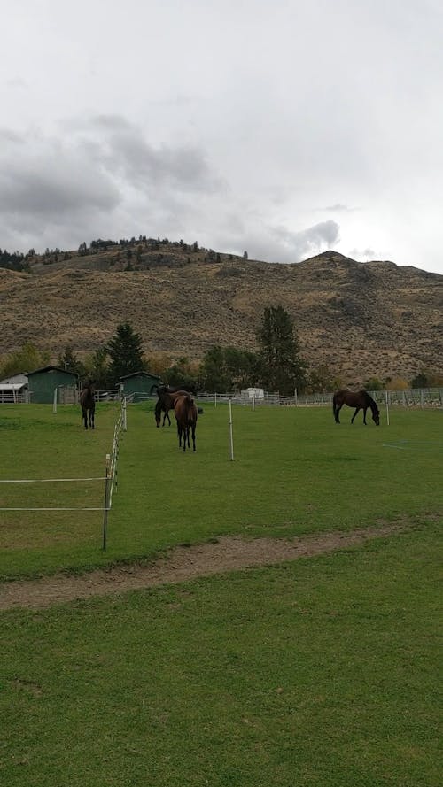 Livestock Farming Of Horses