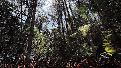 Low Angle View of Trees in Forest