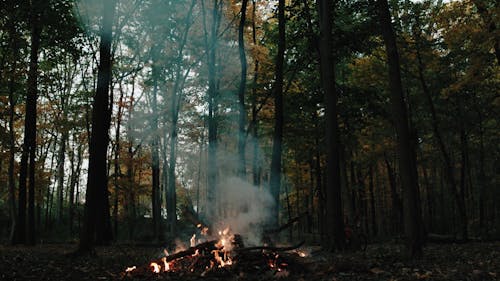 A Burning Firewood in a Forest