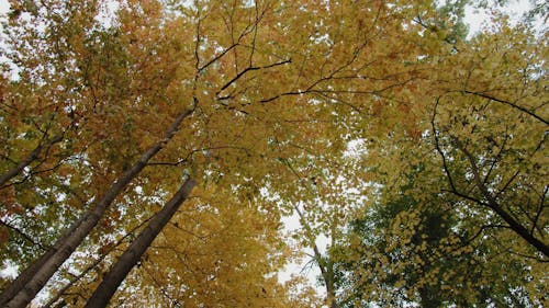 Low Angle View of Trees Canopies