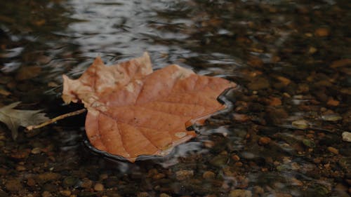 Close-Up View of a Dry Leaf on Water