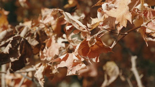 Shallow Focus of Autumn Leaves