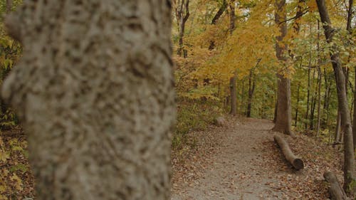 Path in Between Trees