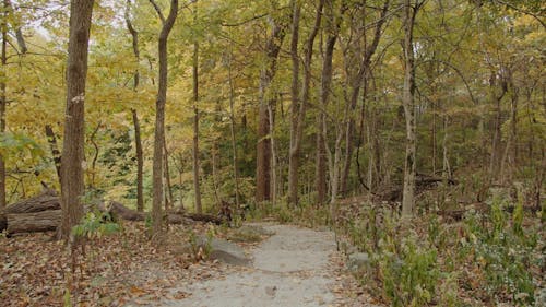 A Pathway Between Tall Trees in a Forest