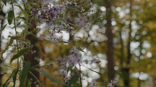 Close-Up View of Swaying Purple Flowers