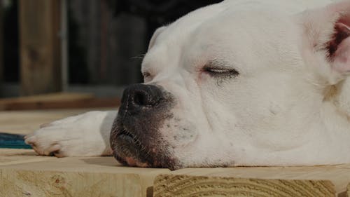 Close-Up View of a White Dog Resting