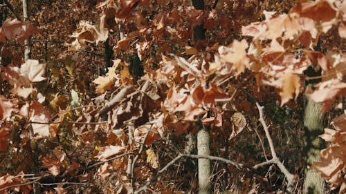 Scenery of Autumn Leaves on Tree Branches