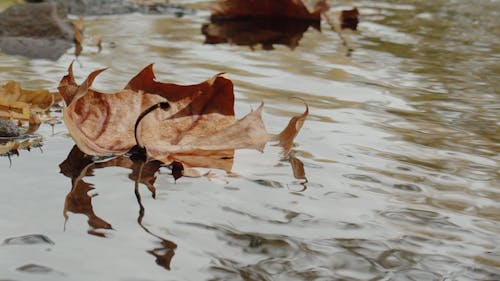 Close-Up View of Dried Leaves on Water