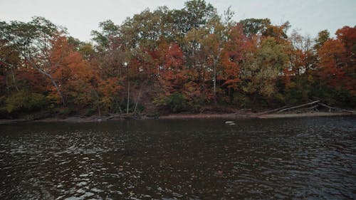 A Flowing River Near Autumn Colored Trees