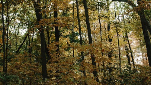 Beautiful Scenery of Trees and Leaves in a Forest