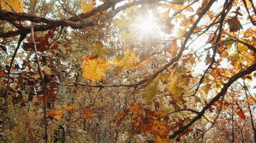 Beautiful Scenery of Autumn Mood Forest