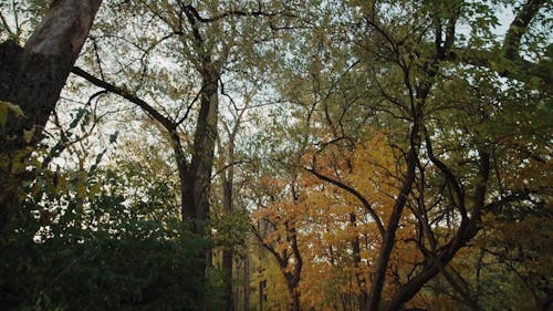 Beautiful Scenery of Autumn Mood Forest