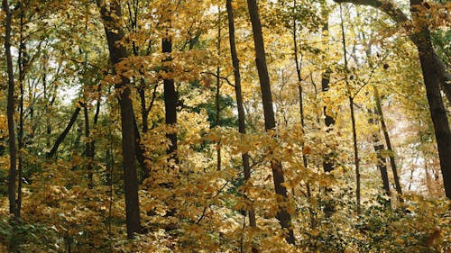 Beautiful Scenery of Trees and Leaves in a Forest