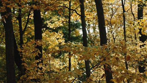 Beautiful Scenery of Trees and Leaves in a Forest