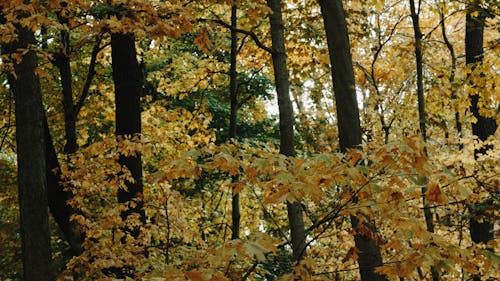 Beautiful Scenery of Autumn Mood Forest