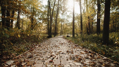 A Man and a White Dog Walking in Pathway Between Trees