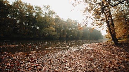 Beautiful Scenery of a Placid River Between Trees