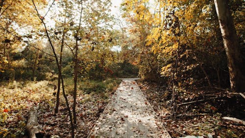A Paved Pathway Between Autumn Mood Forest
