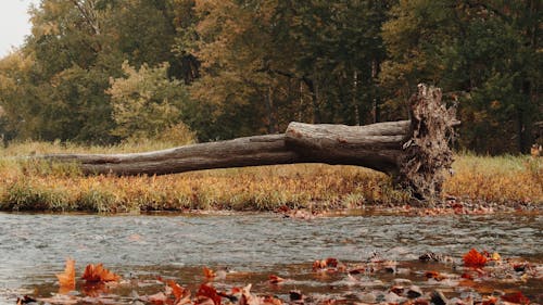 A Fallen Tree by the Flowing River