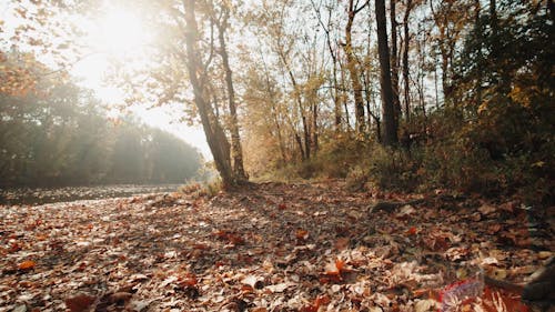 Low Angle View of Dried and Fallen Leaves