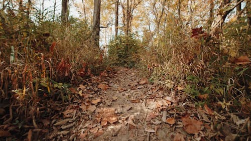 Ground Level Shot of a Footpath Between Trees and Plants in Forest