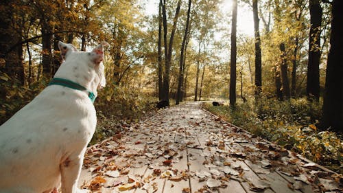 A White Dog Sitting on a Paved Pathway