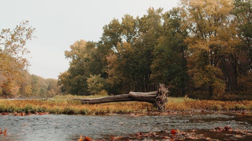 A River Flowing Against Autumn Mood Forest Trees