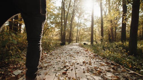 A Man and a White Dog Walking in a Paved Pathway