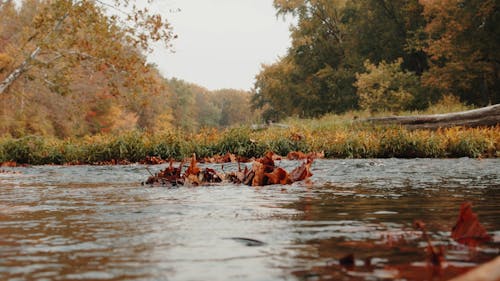 Low Angle View of a River Flowing