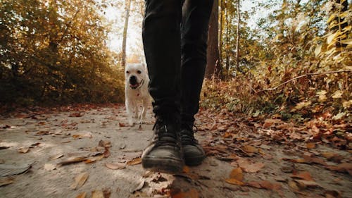 Low Angle View of a Person With White Dog Walking On A Pathway With Fallen Leaves