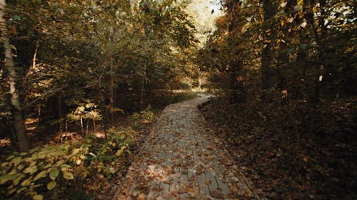 A Paved Pathway Between Trees in a Forest