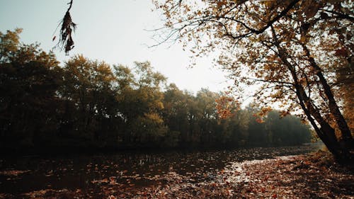 Beautiful Scenery of Autumn Mood Forest