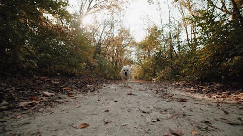 A White Dog Walking in a Forest