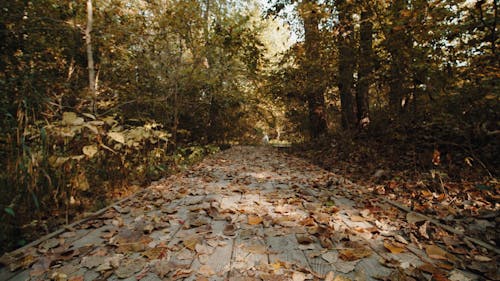 A White Dog Walking on a Pathway of Fallen Leaves